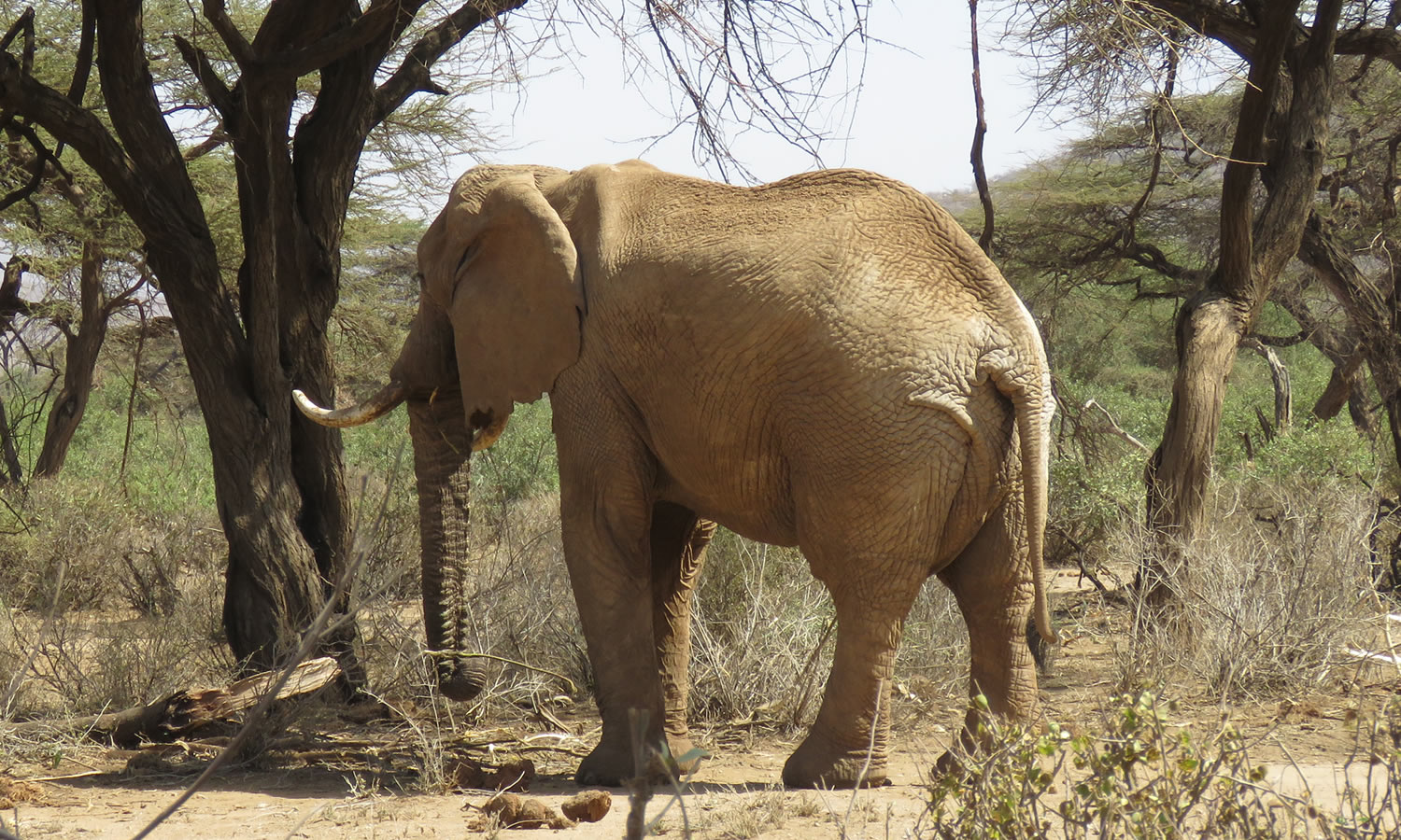 African Elephant
