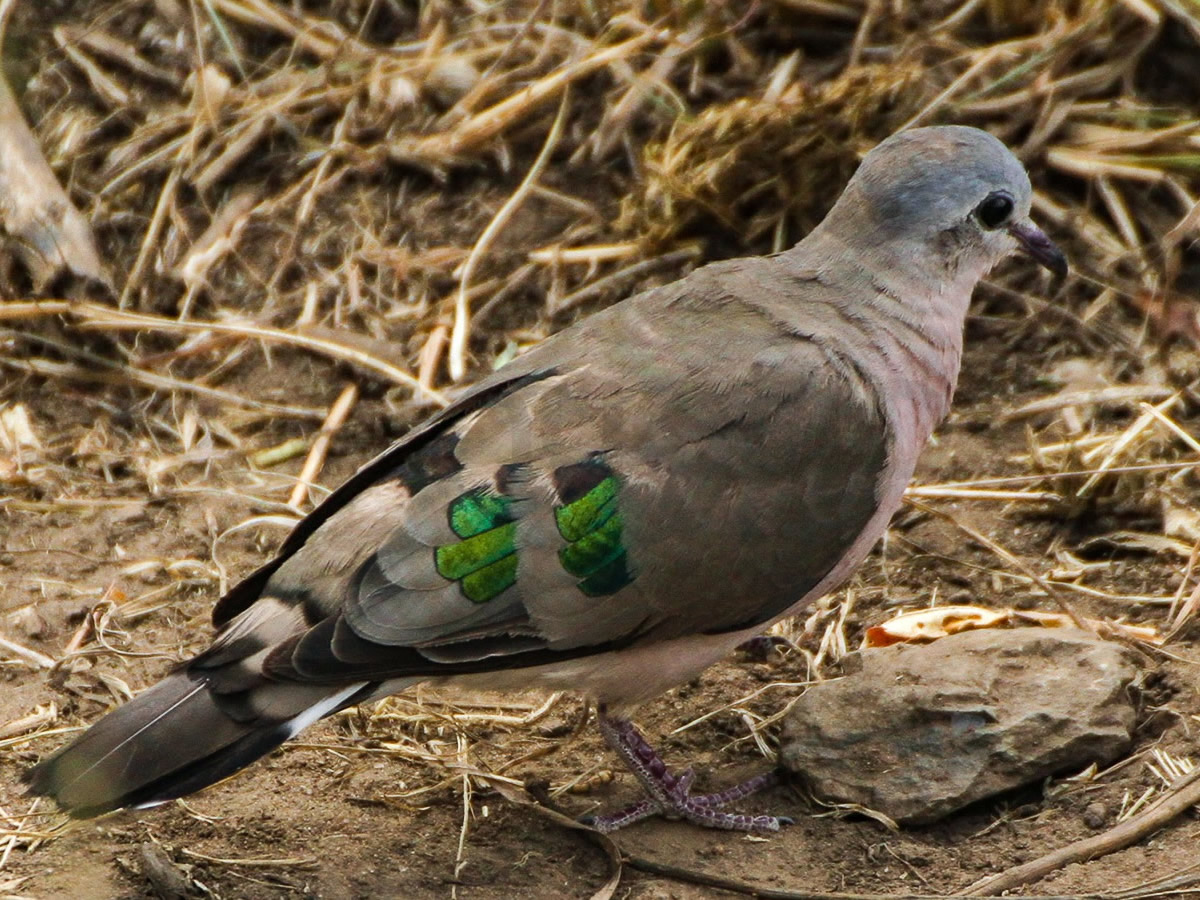 Emerald Spotted Dove