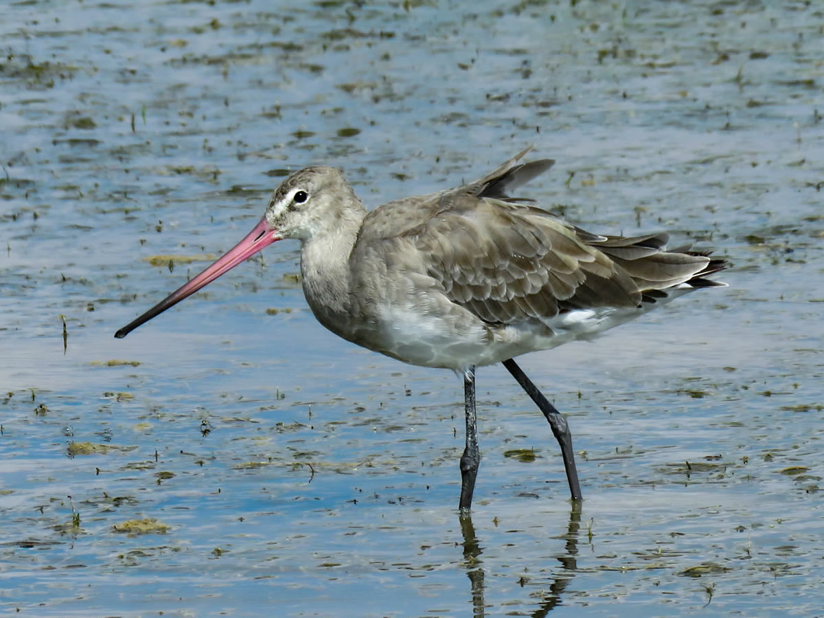 Eurasian Curlew