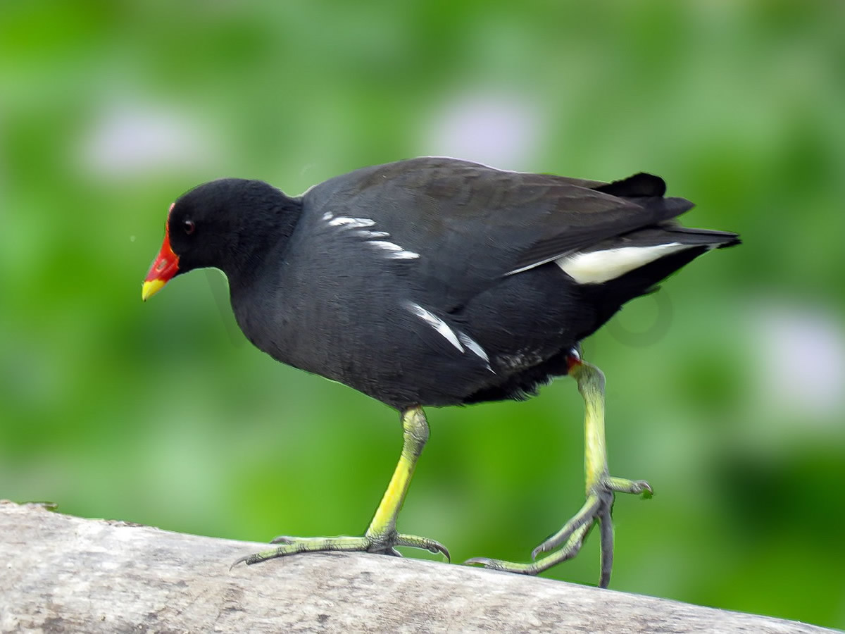 Eurasian Moorhen