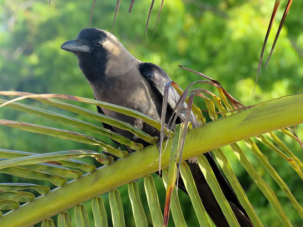 Fan Tailed Raven