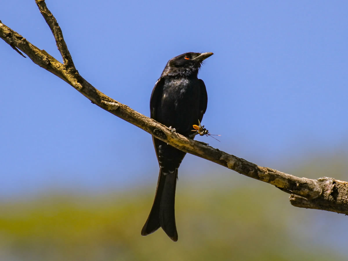 Fork-Tailed Drongo