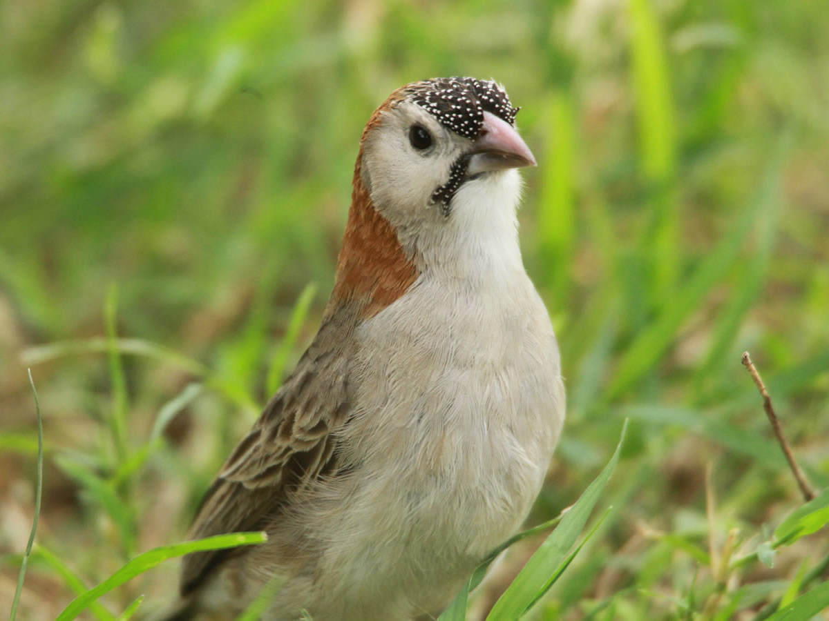 Front Speckled Weaver