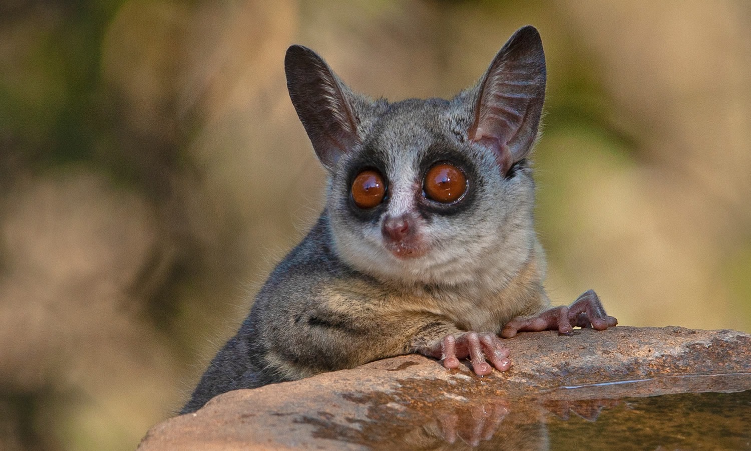 Galago