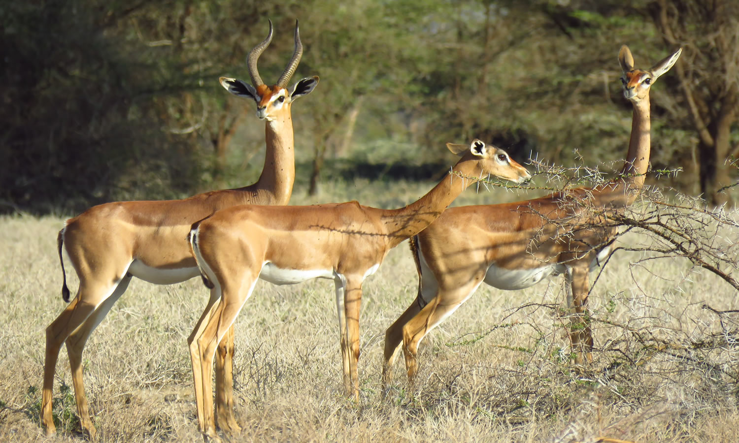 Gerenuk