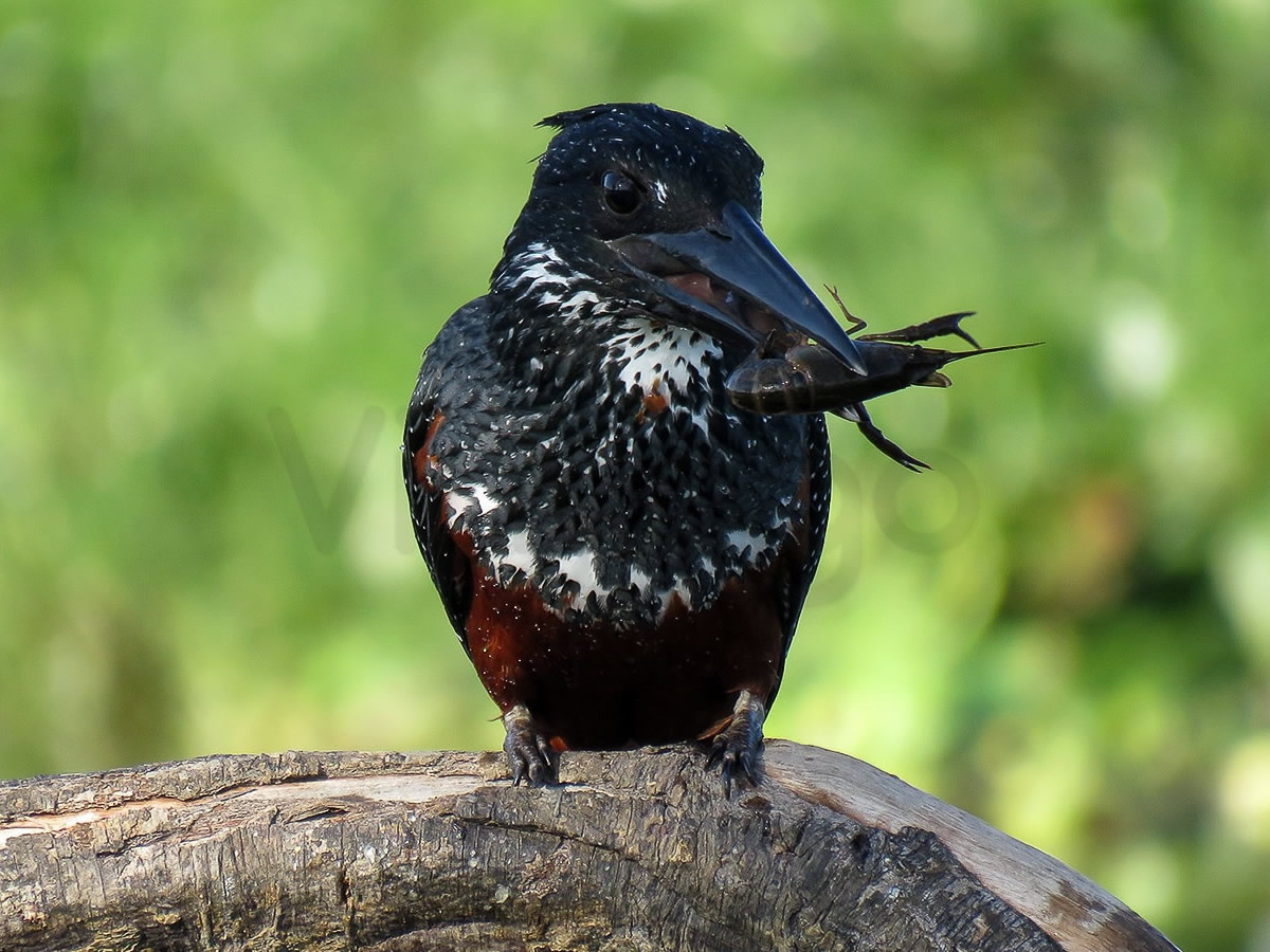 Giant Kingfisher