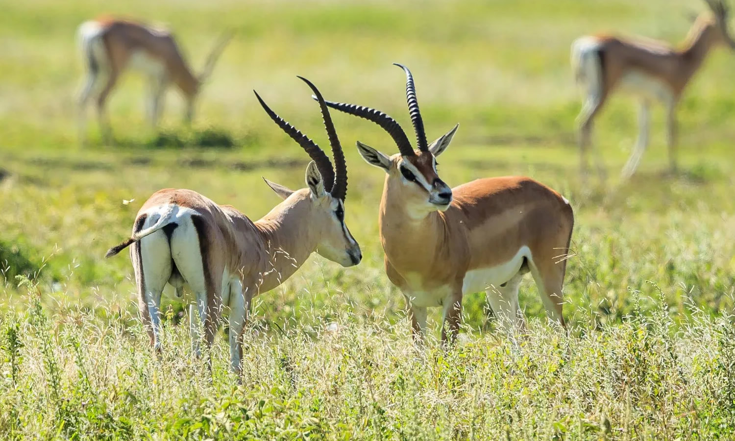 Grant’s Gazelle