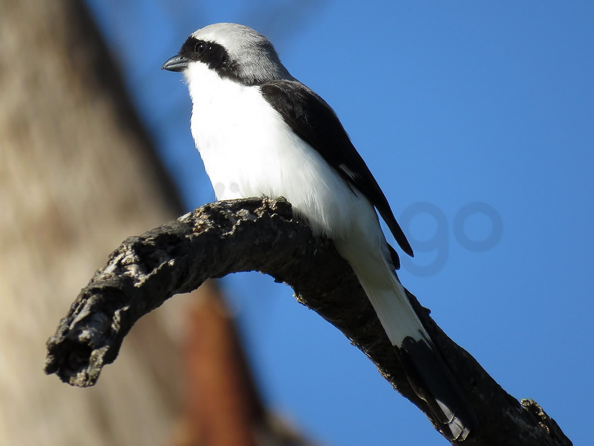 Gray Backed Fiscal