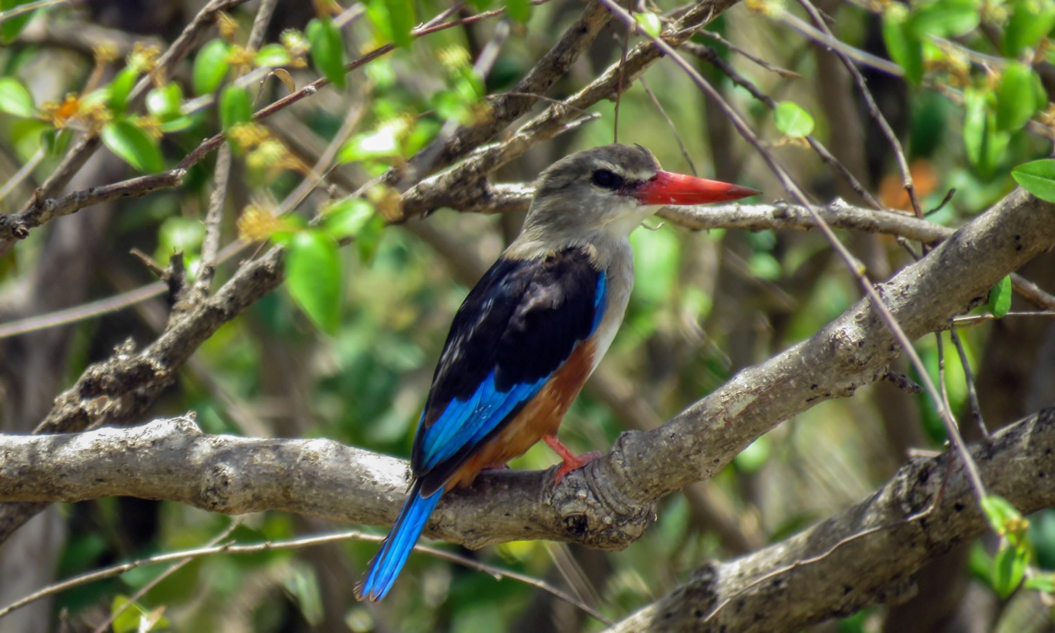 Grey Headed Kingfisher
