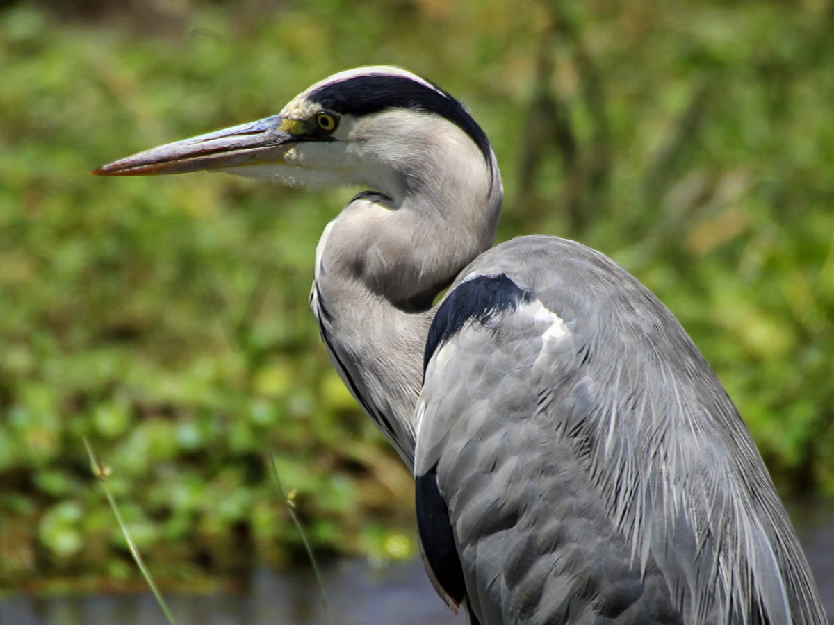 Gray Heron