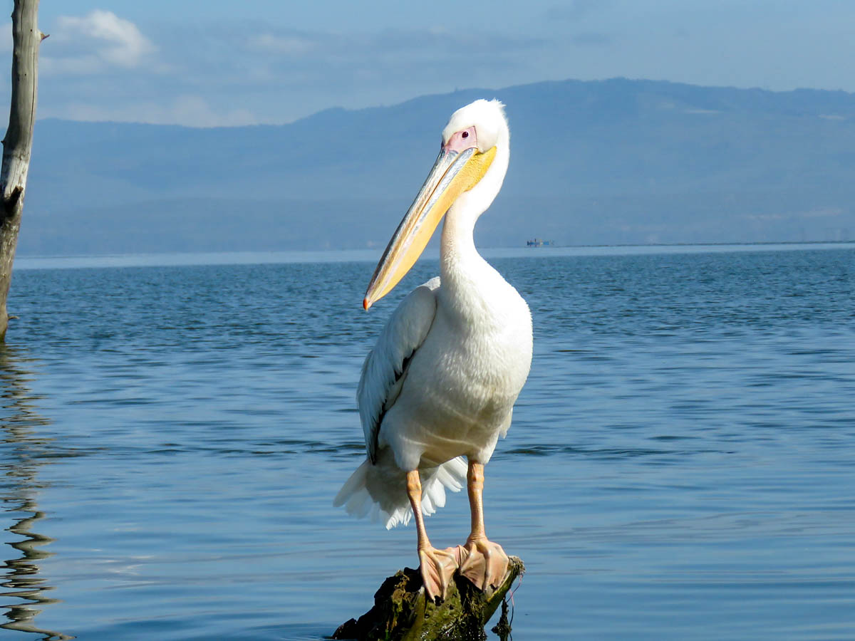 Great White Pelican