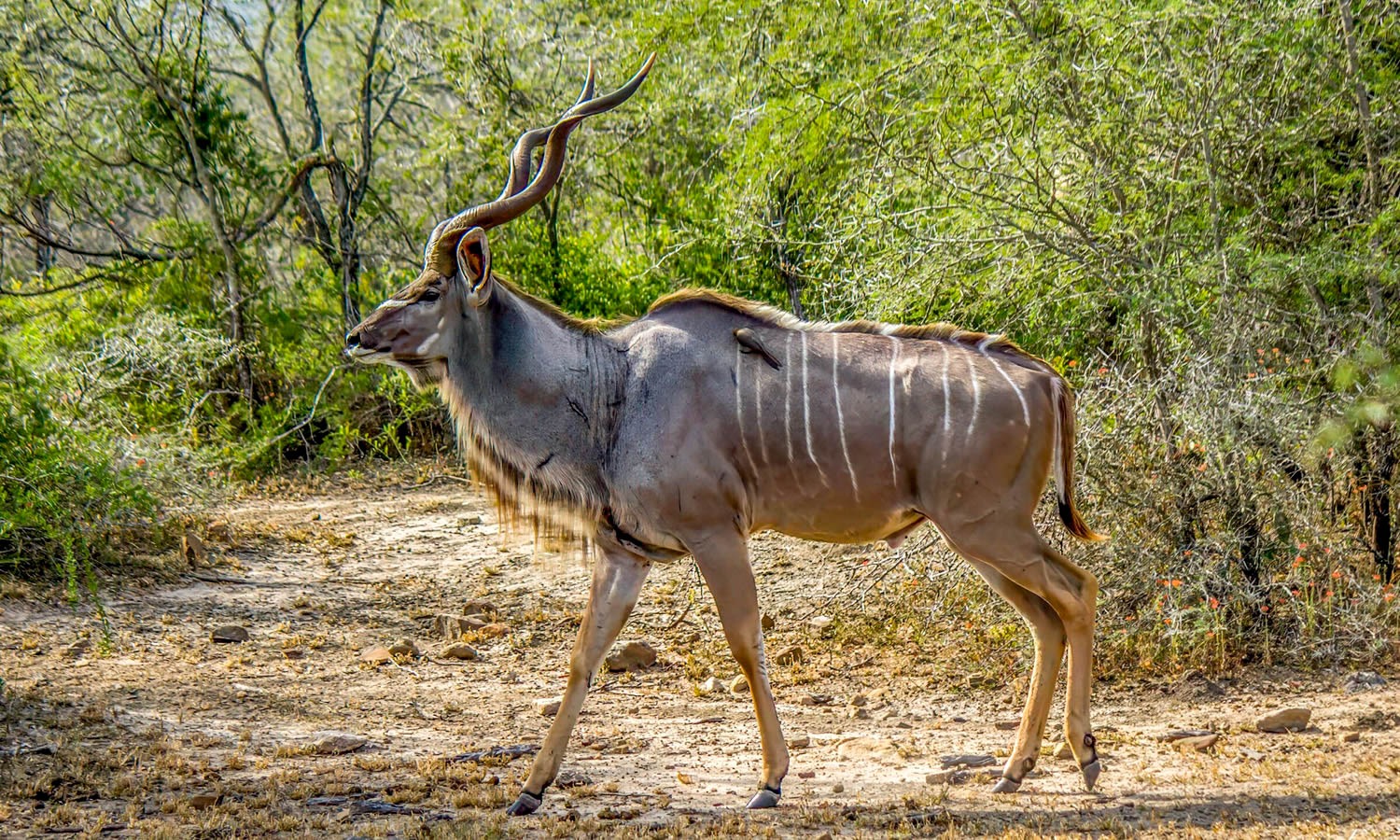 Greater Kudu