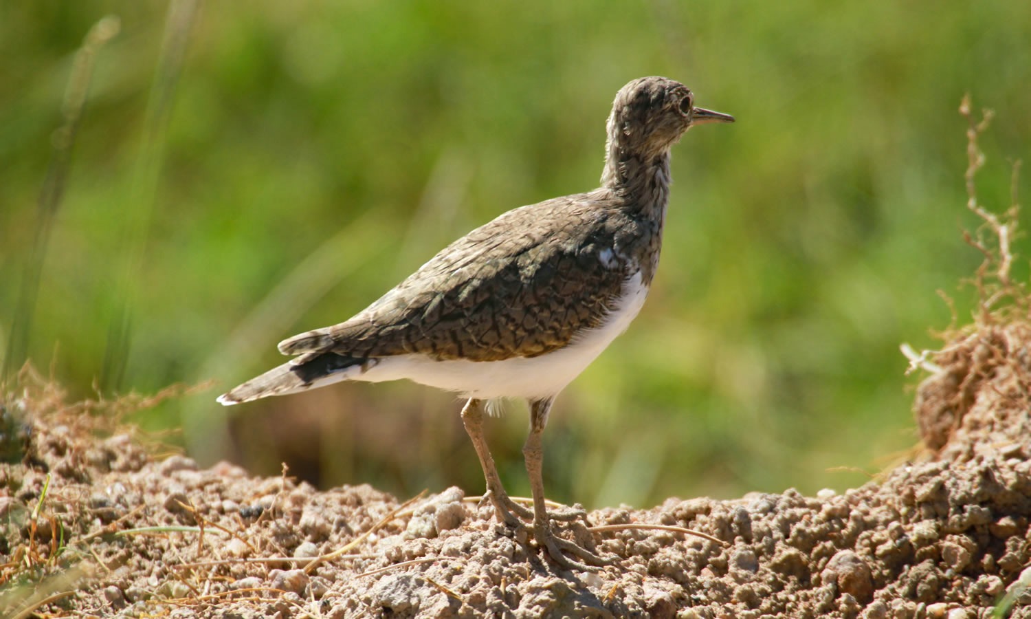 Green Sandpiper