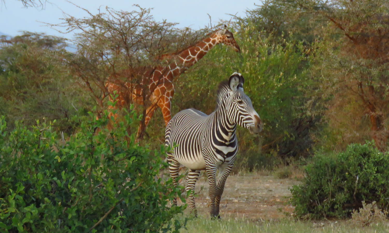 Grevy’s Zebra
