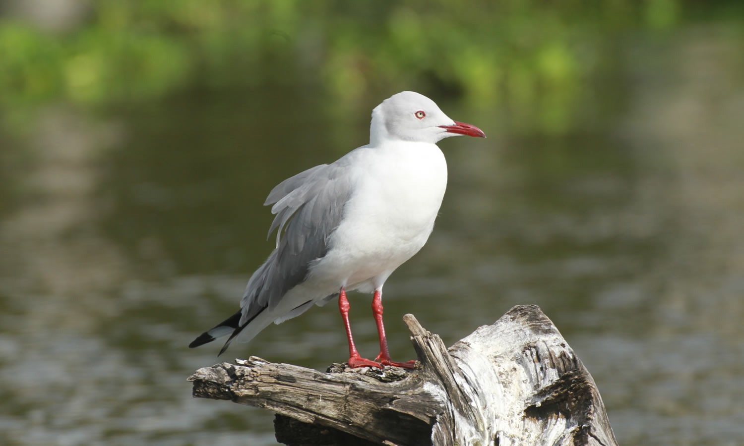 Grey Headed Gull