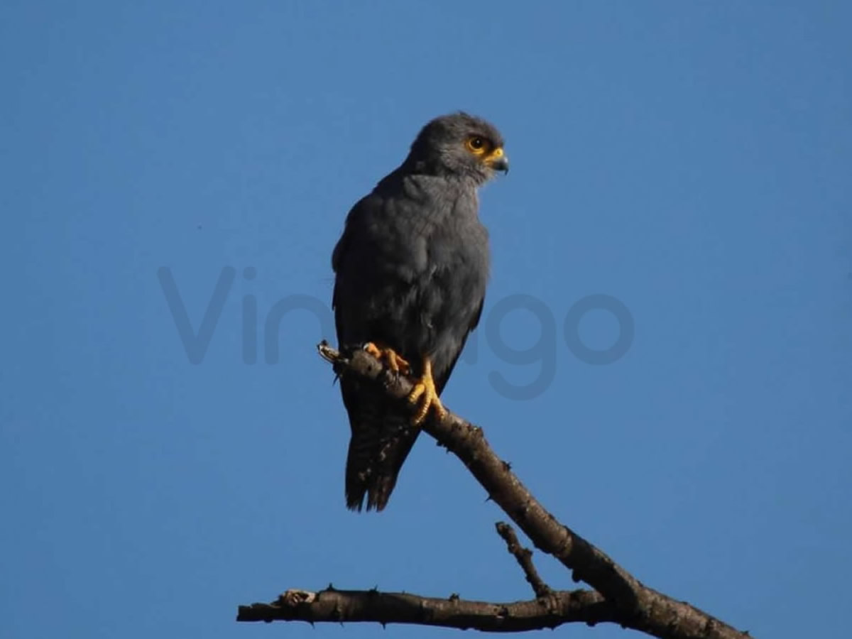 Grey Kestrel