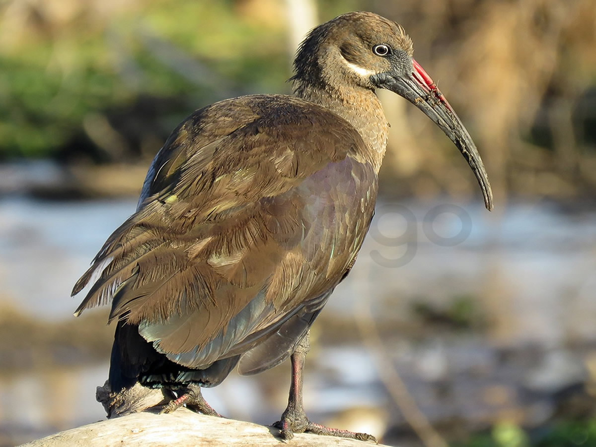 Hadada Ibis