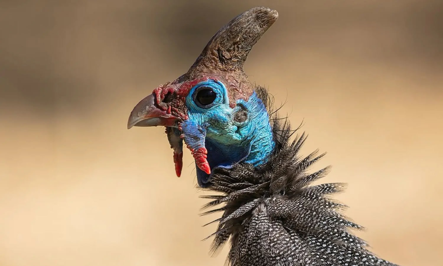 Helmeted Guinea Fowl