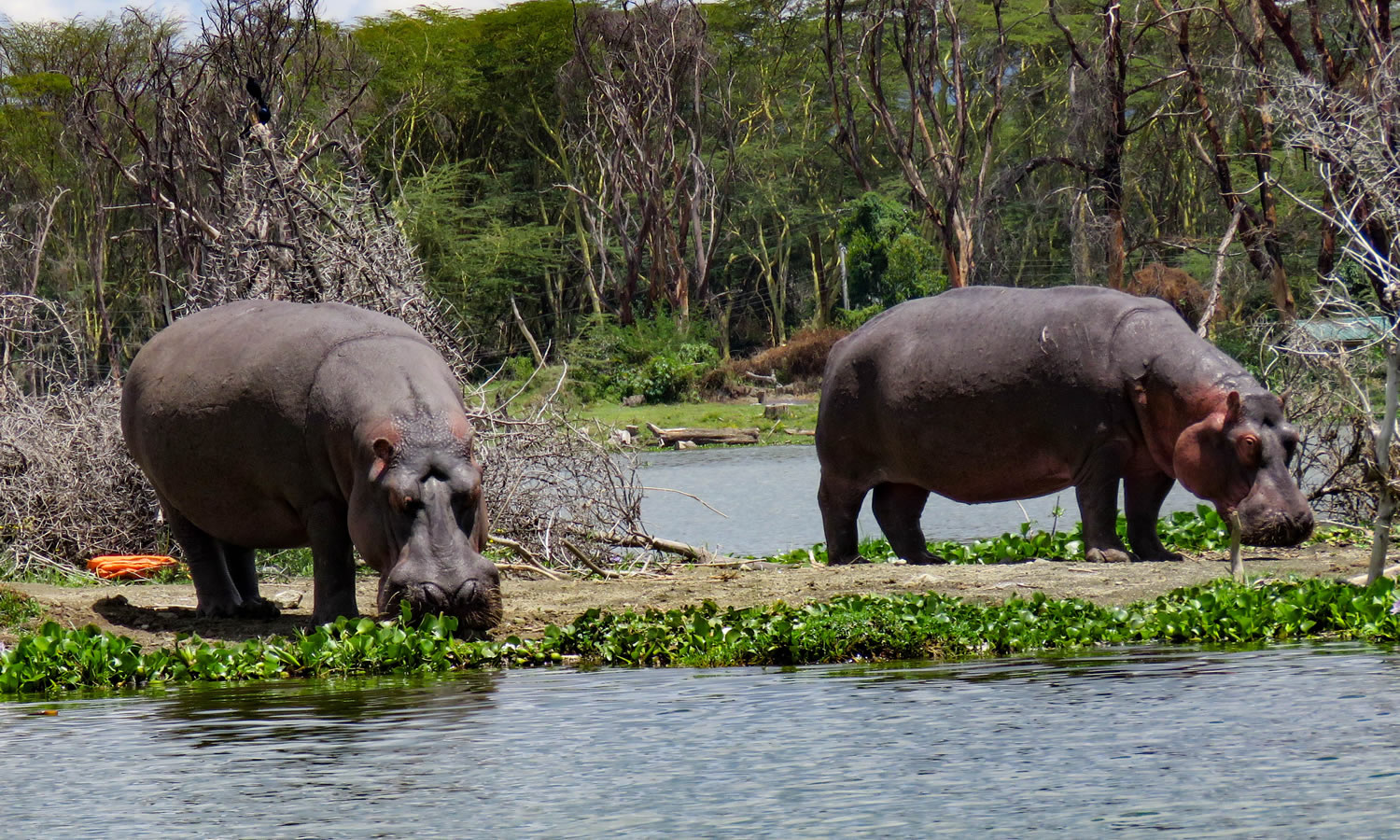 Hippopotamus