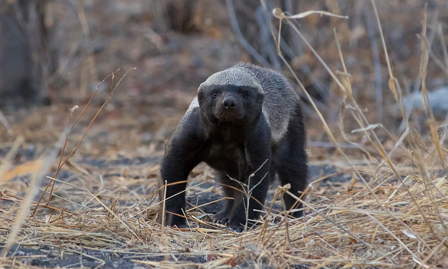 Honey Badger