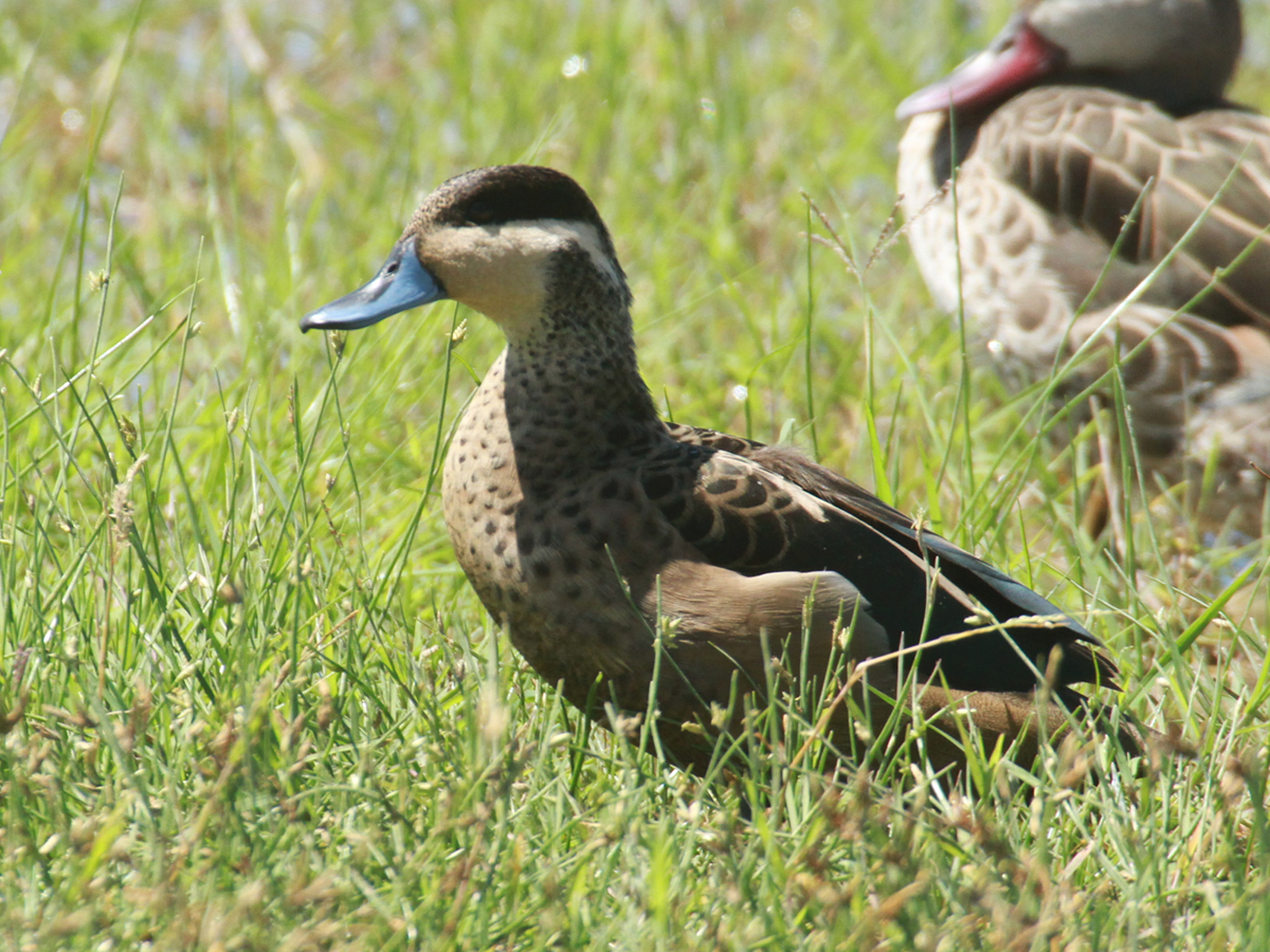 Hottentot Teal