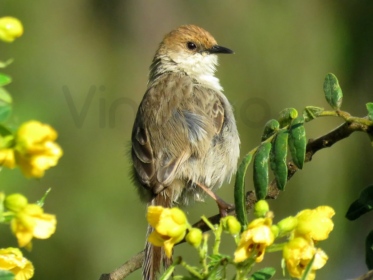 Hunters Cisticola