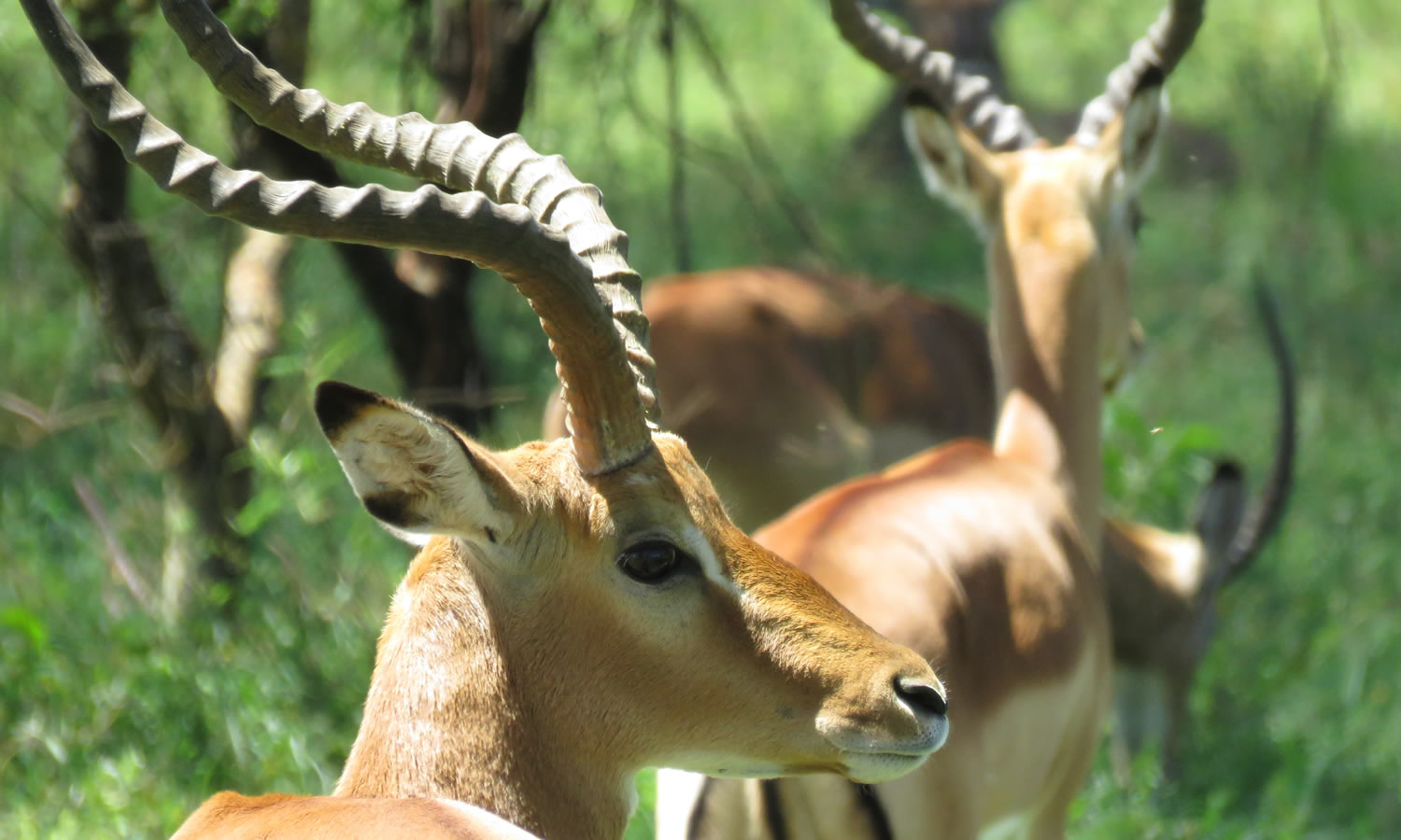Impala