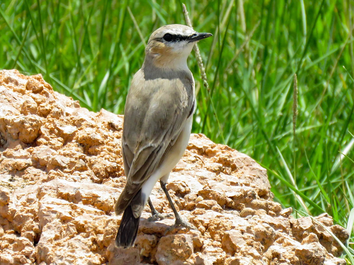 Isabelline Wheatear