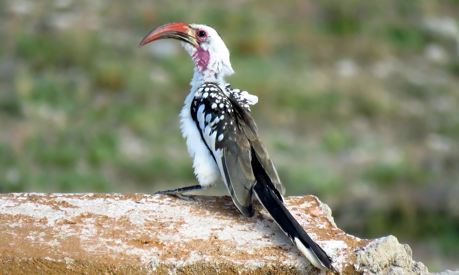 Jacksons Hornbill