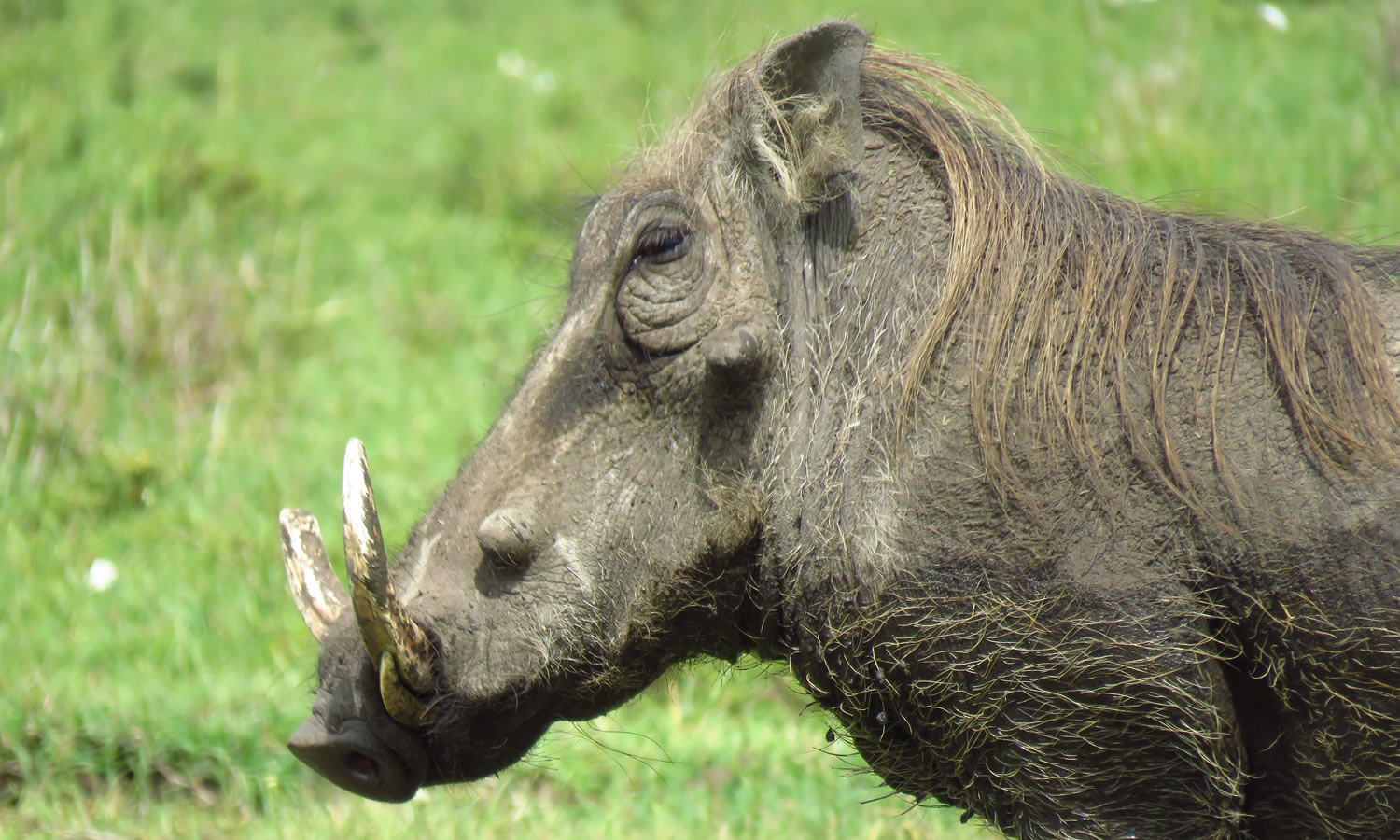 Warthog