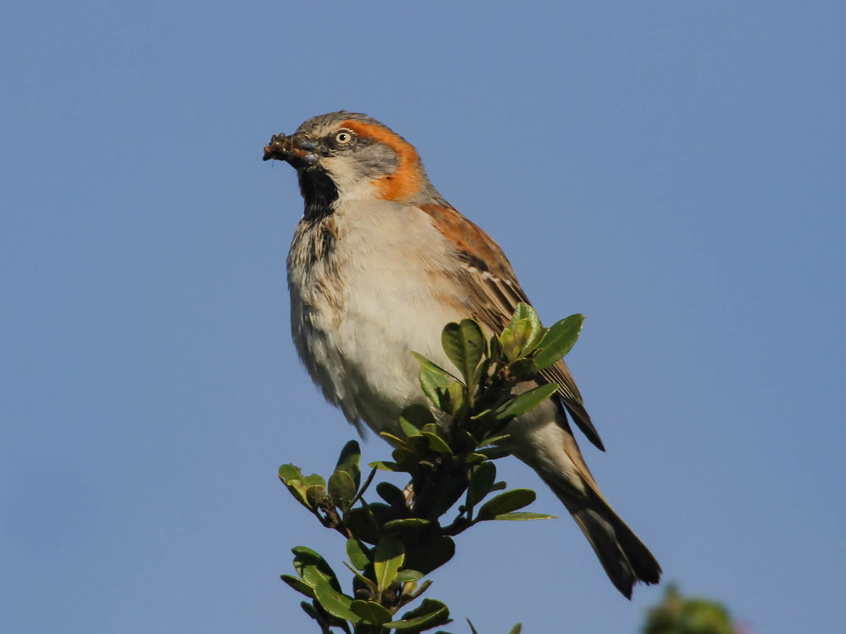Kenya Rufous Sparrow