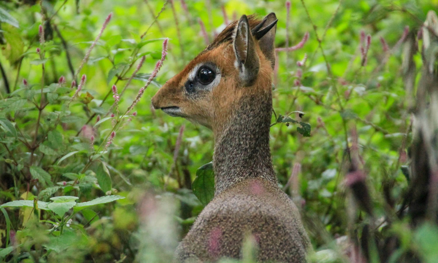 Kirk’s Dik-Dik