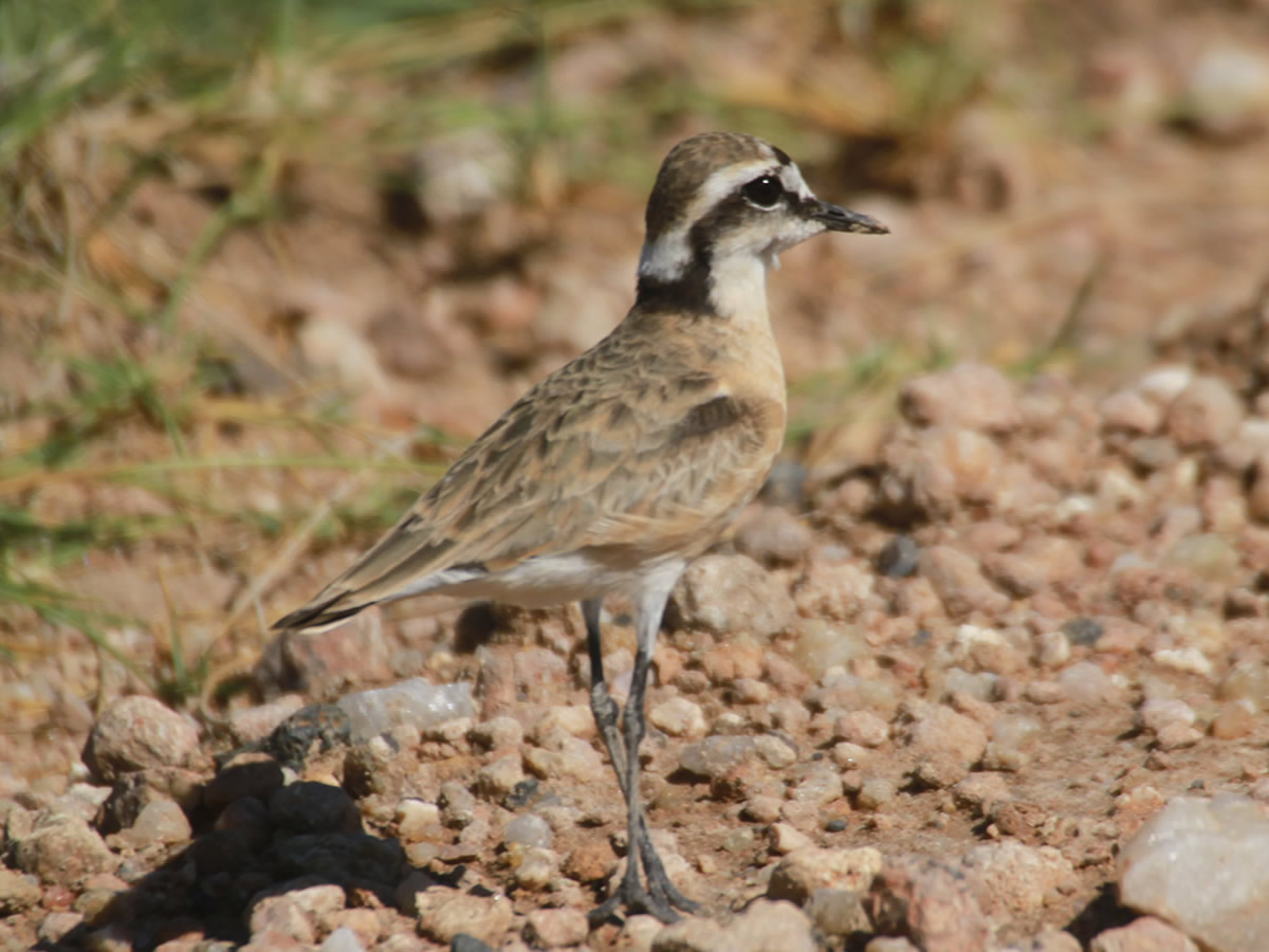 Kittlitzs Plover