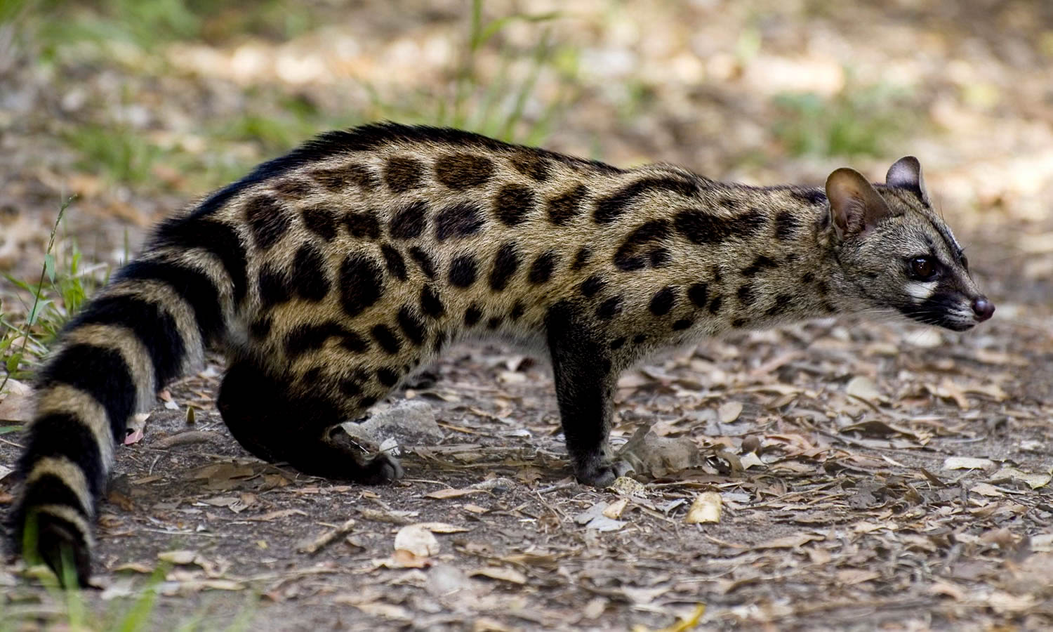 Large Spotted Genet