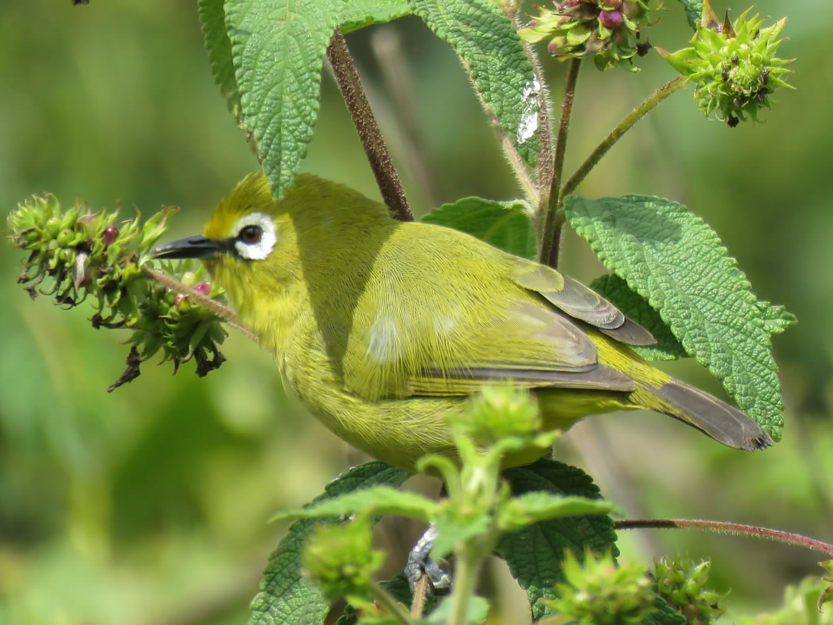Lemon Bellied White-eye