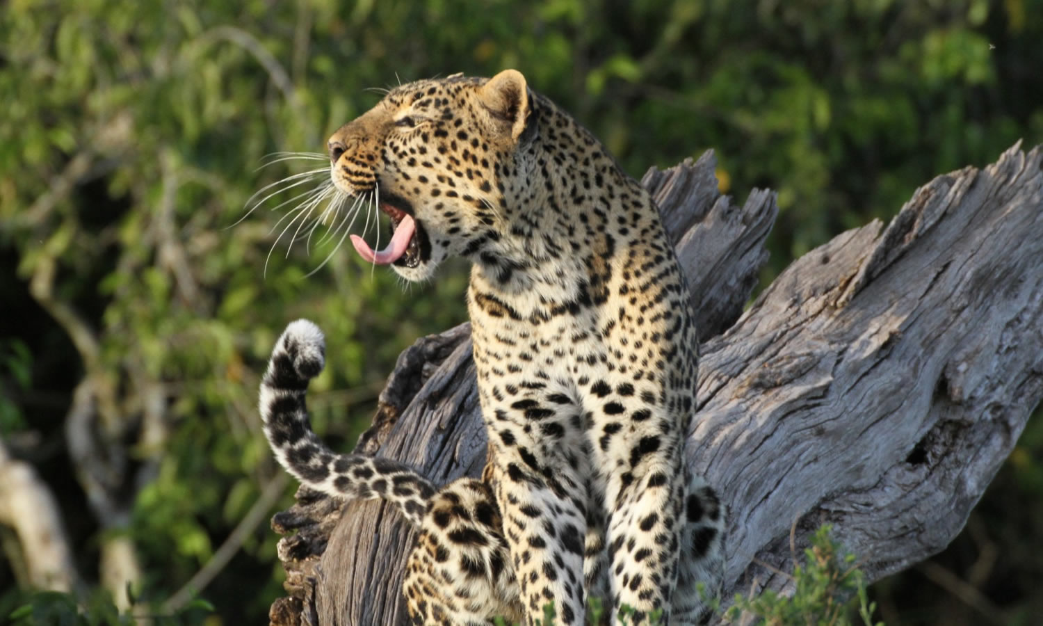 Leopard
