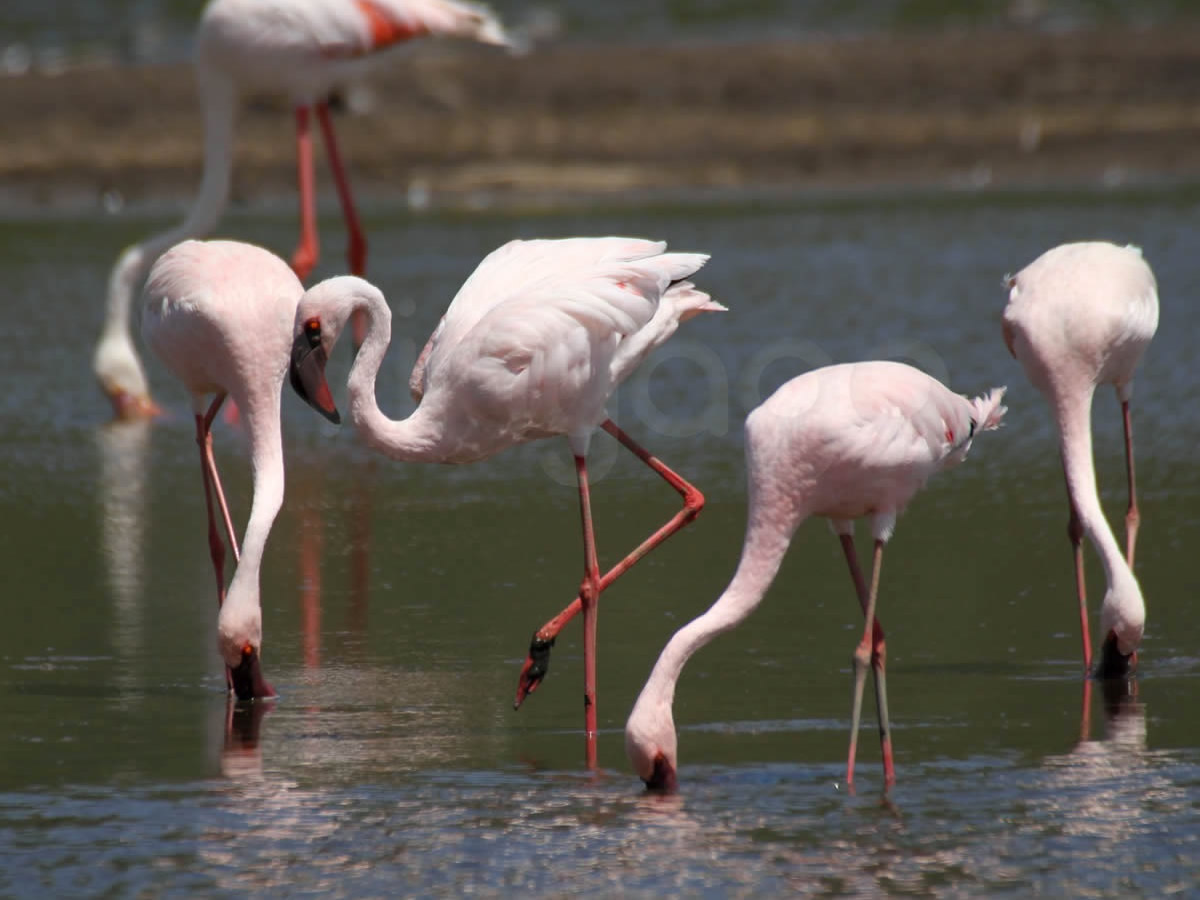Lesser Flamingo