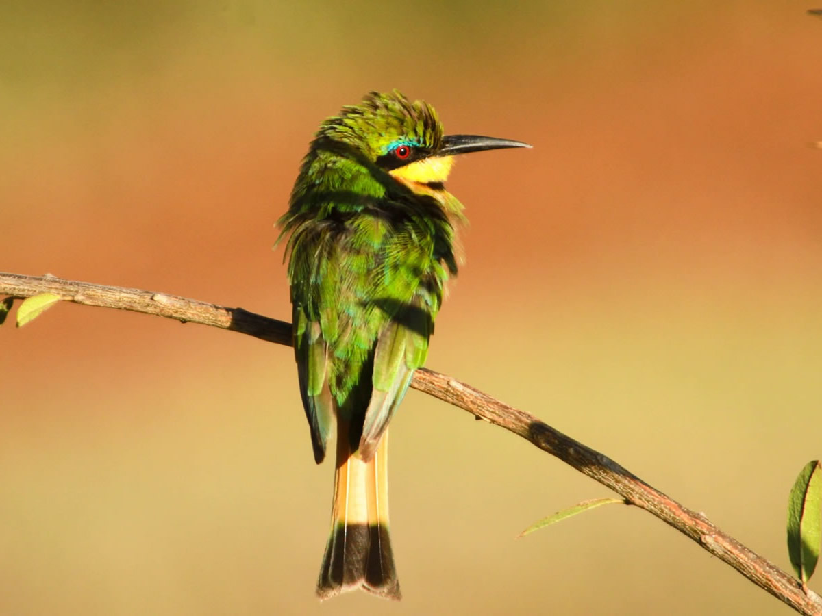 Little Bee Eater
