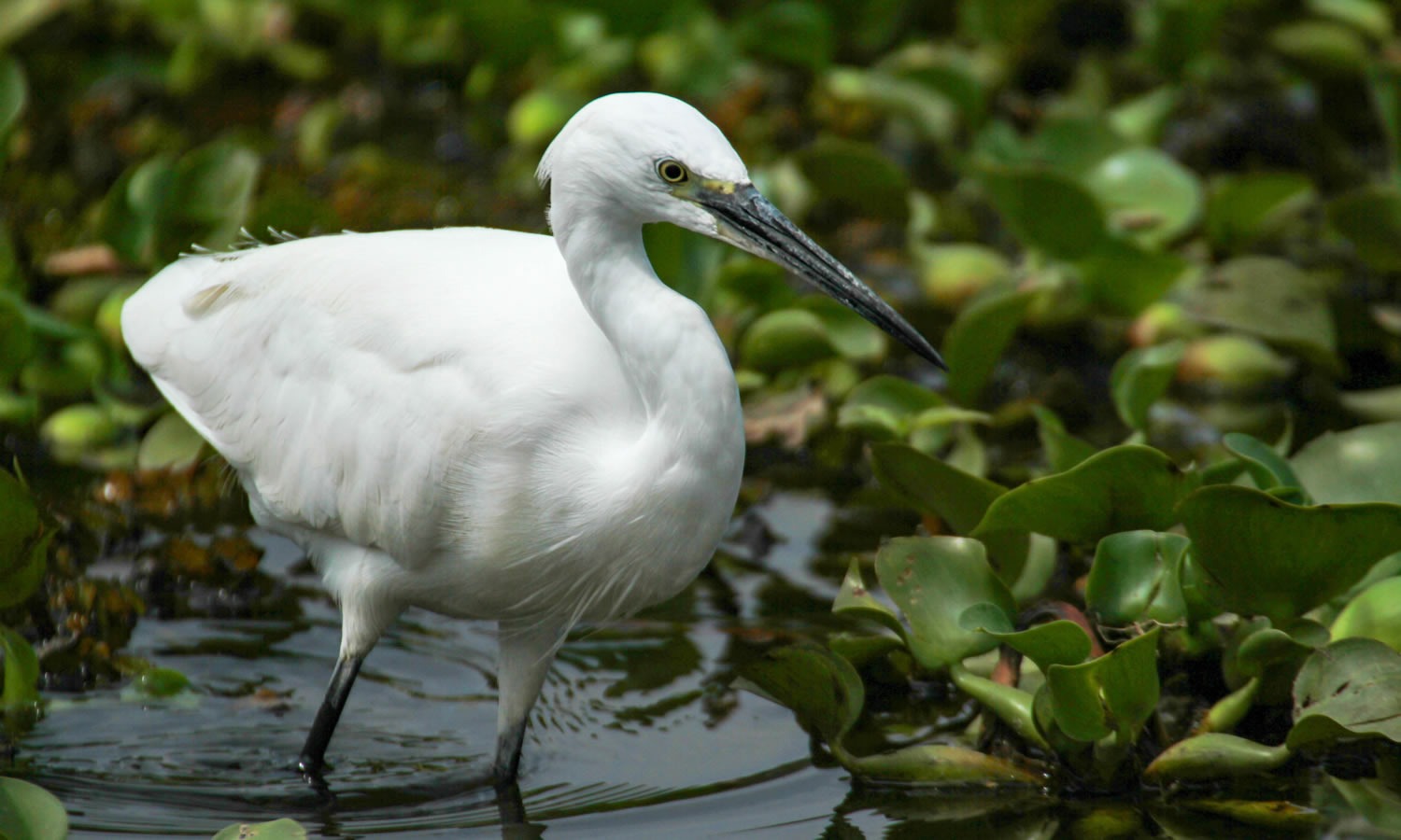 Little Egret