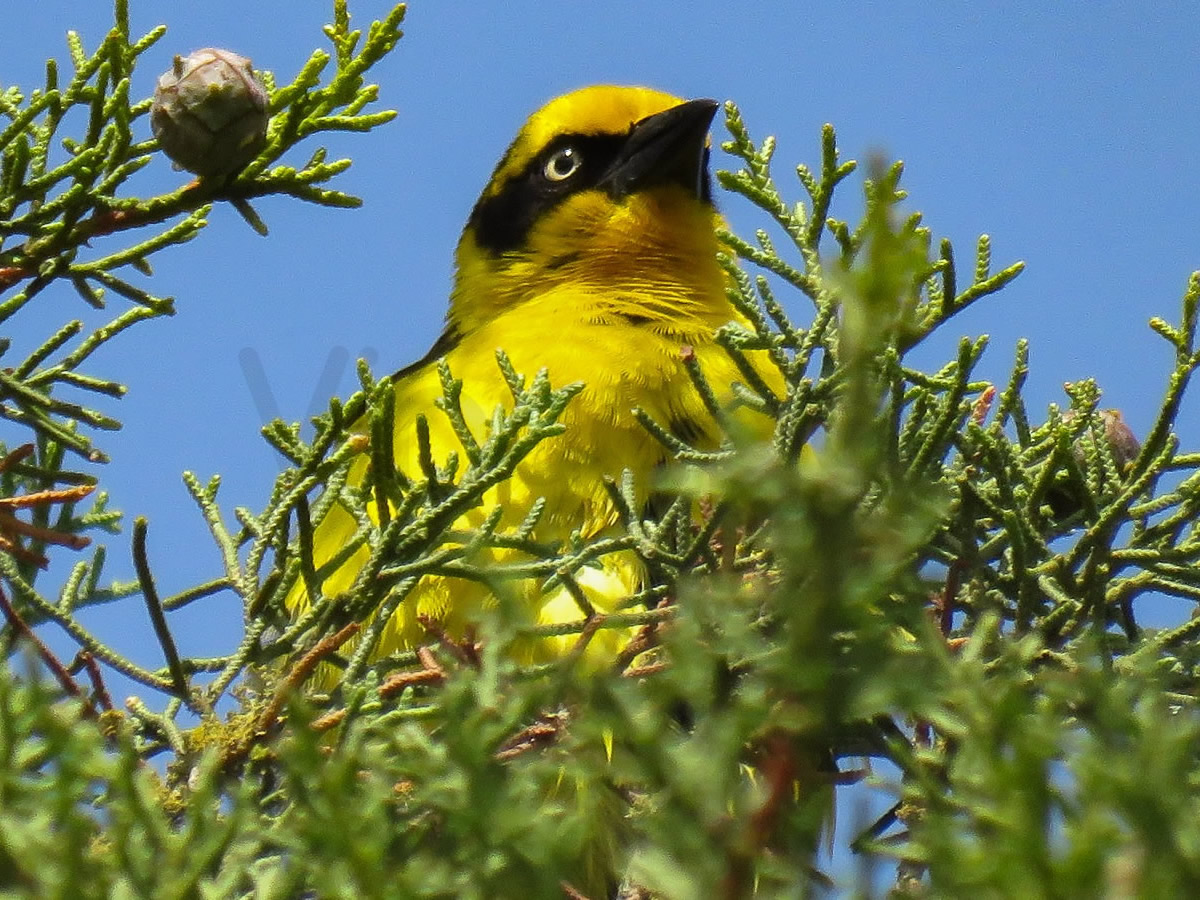 Little Weaver