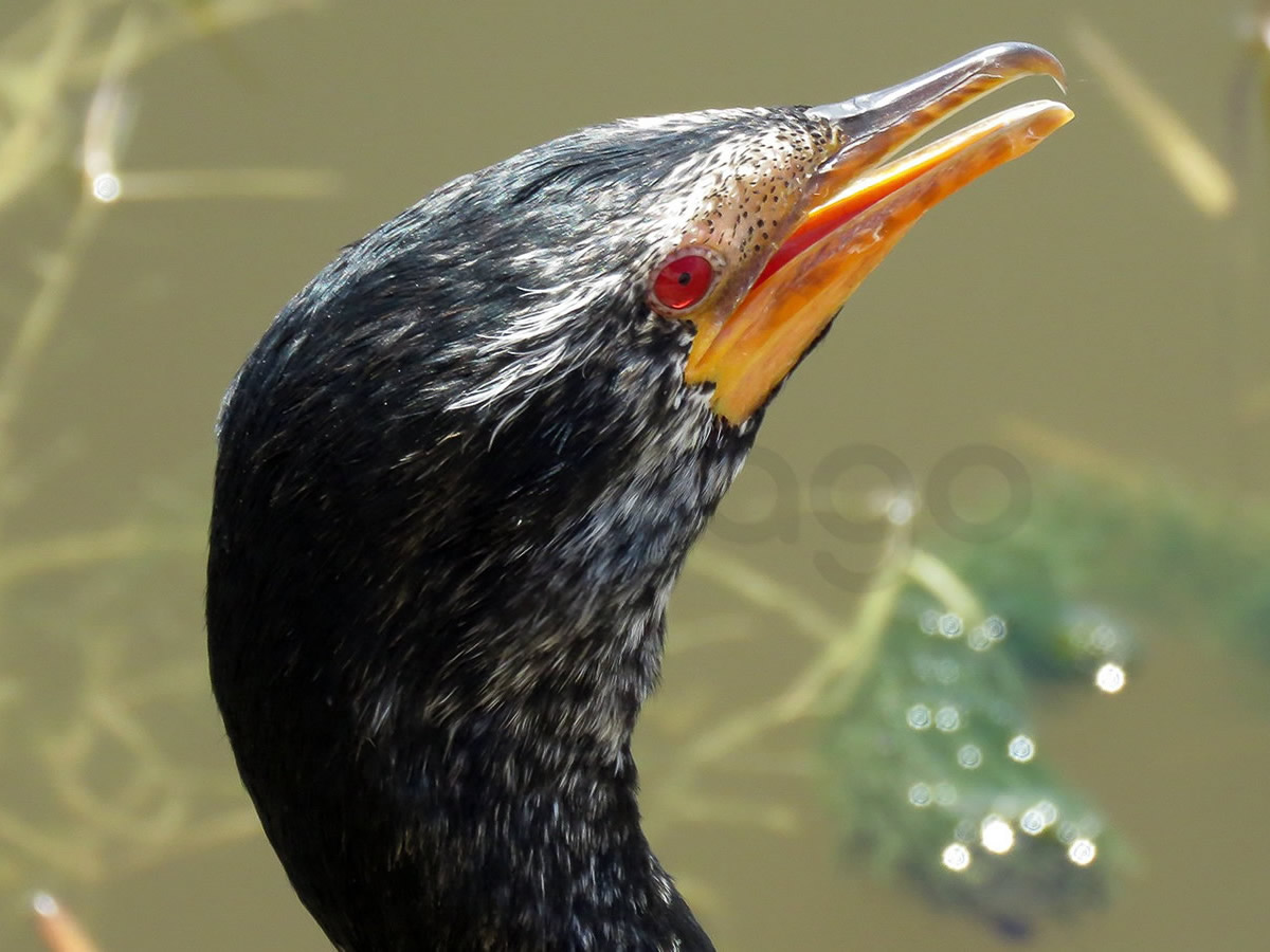 Long Tailed Cormorant