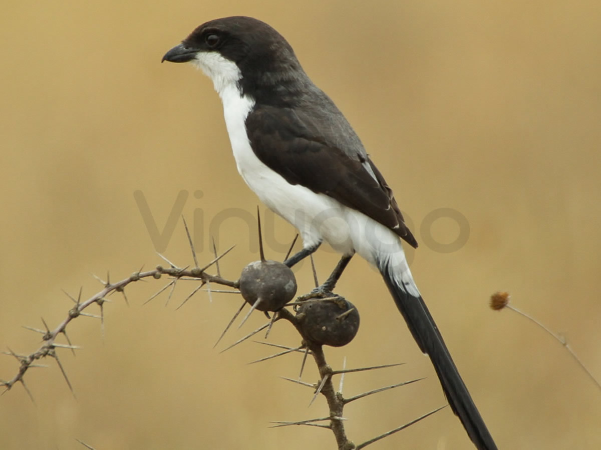 Long Tailed Fiscal