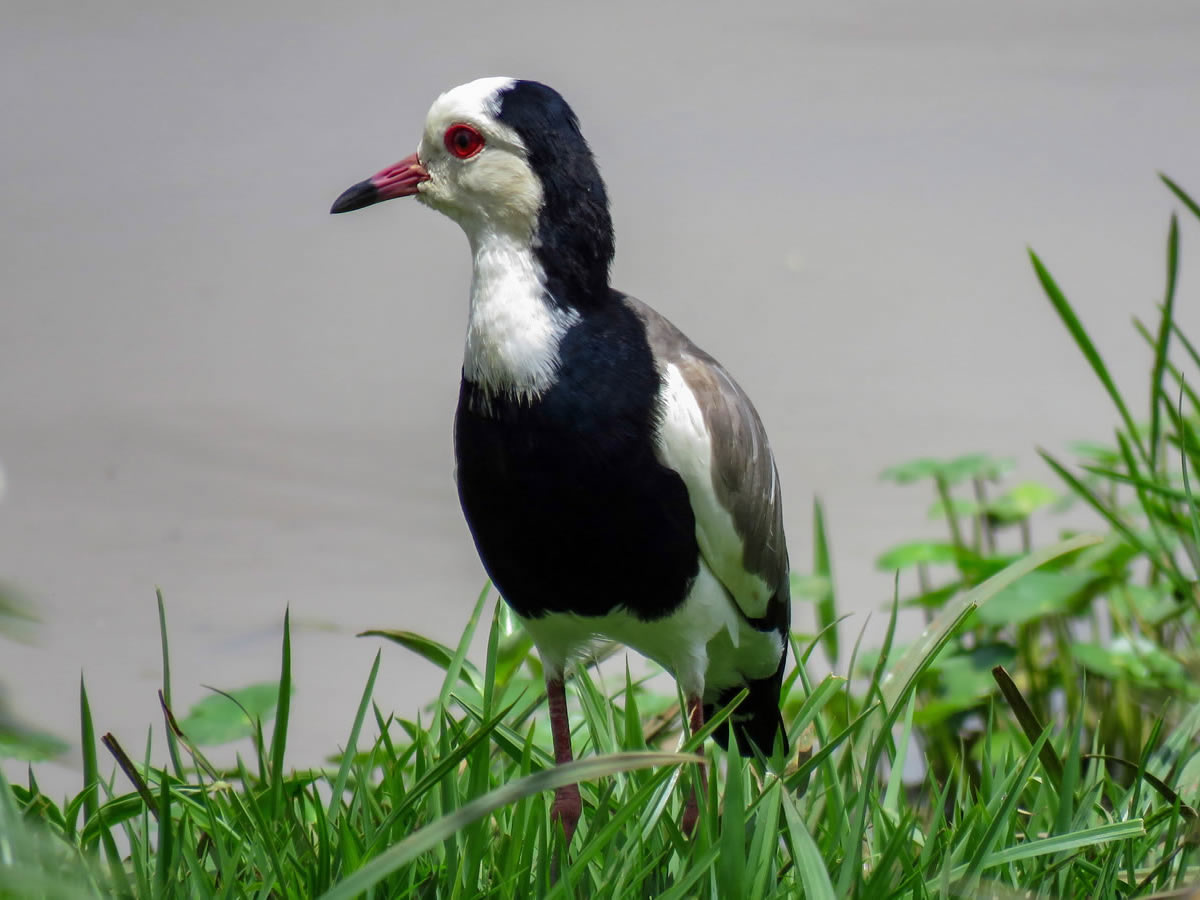 Long Toed Lapwing