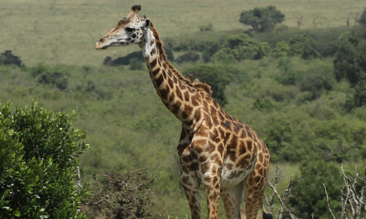 Maasai Giraffe