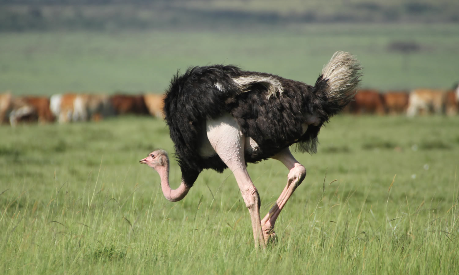 Maasai Ostrich