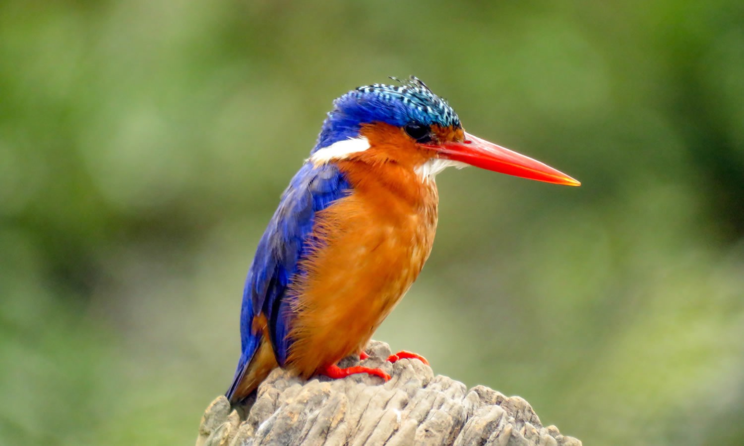 Malachite Kingfisher