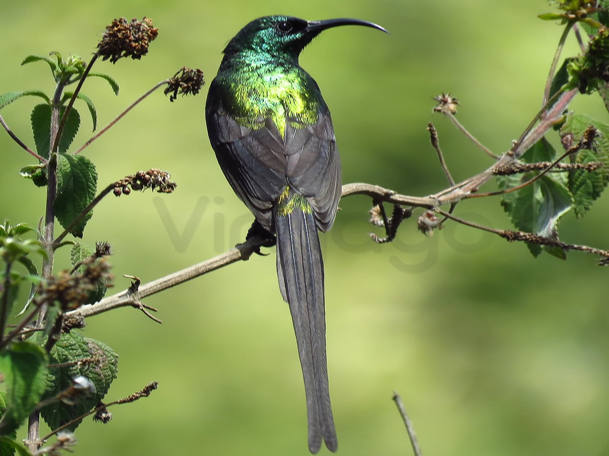 Malachite Sunbird