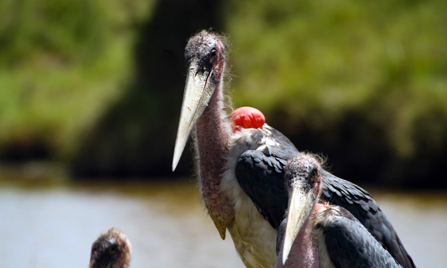 Marabou Stork