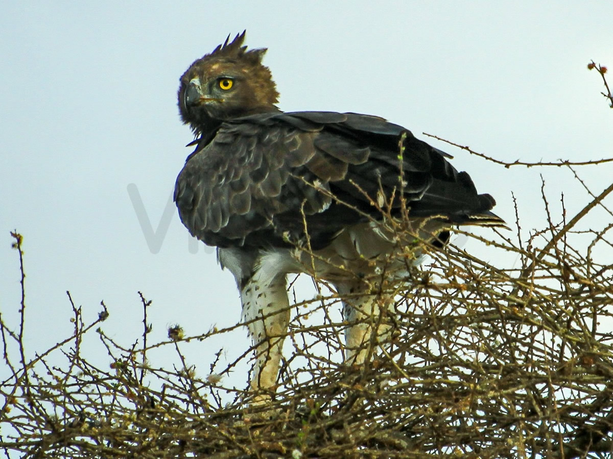 Martial Eagle