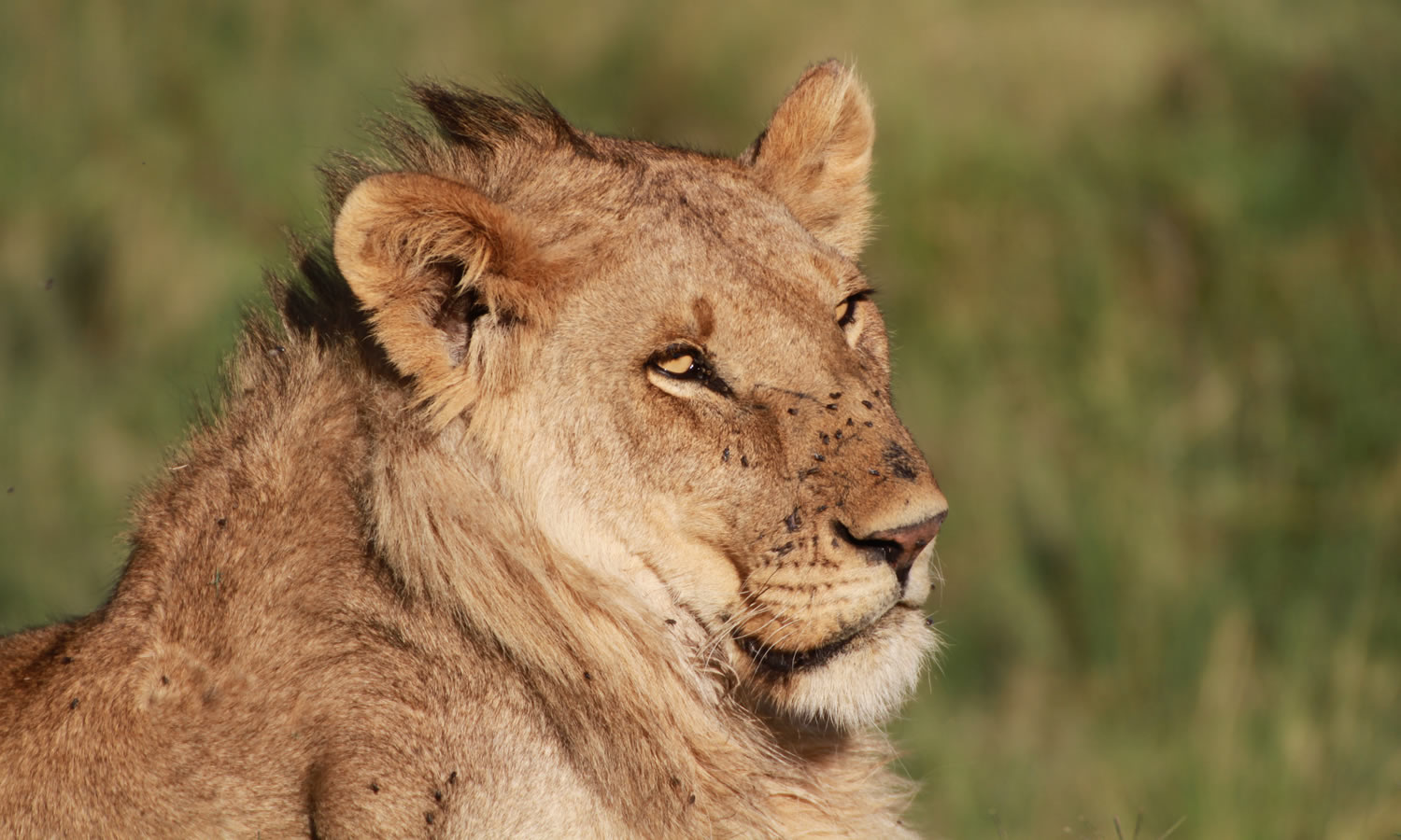 Lion
